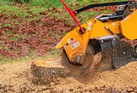Trusted Las Animas, CO Tree Services Experts