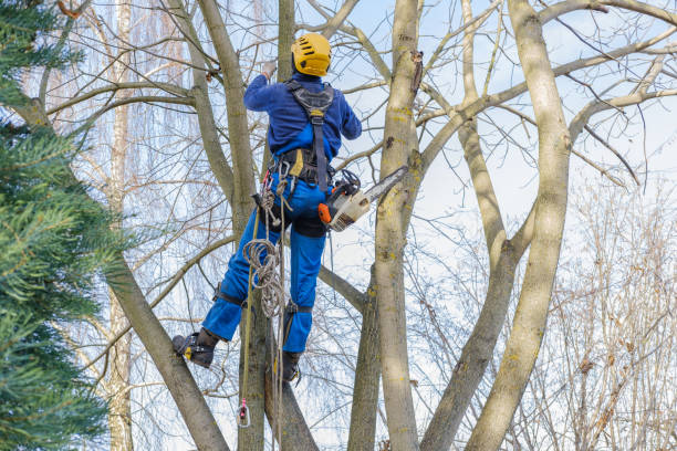 How Our Tree Care Process Works  in  Las Animas, CO